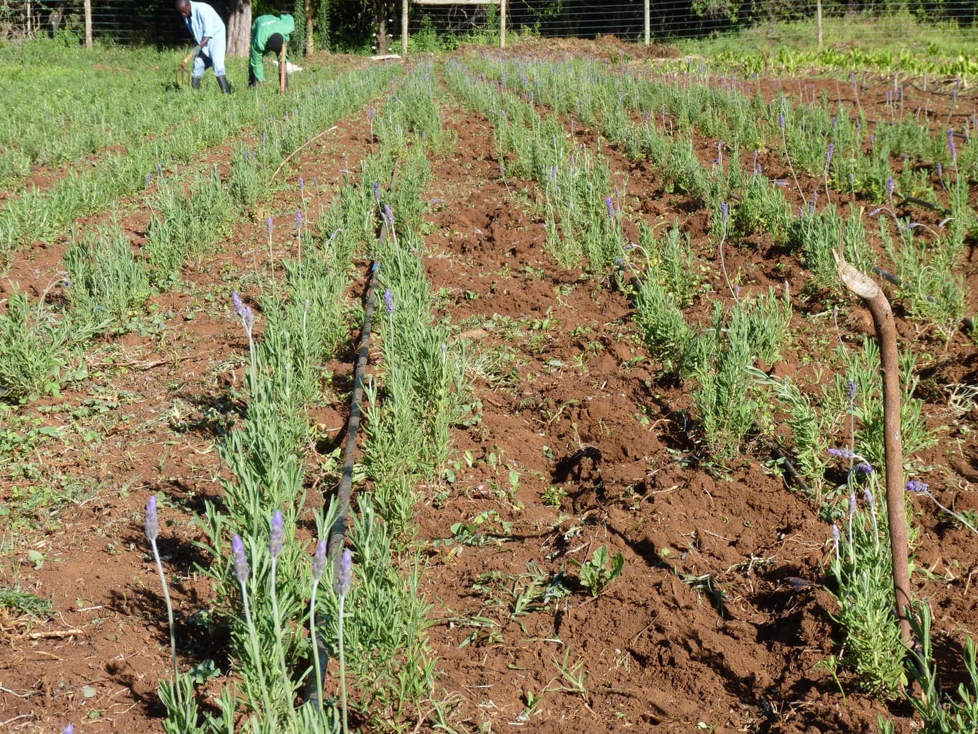 Fine-leaf culinary herbs in the field