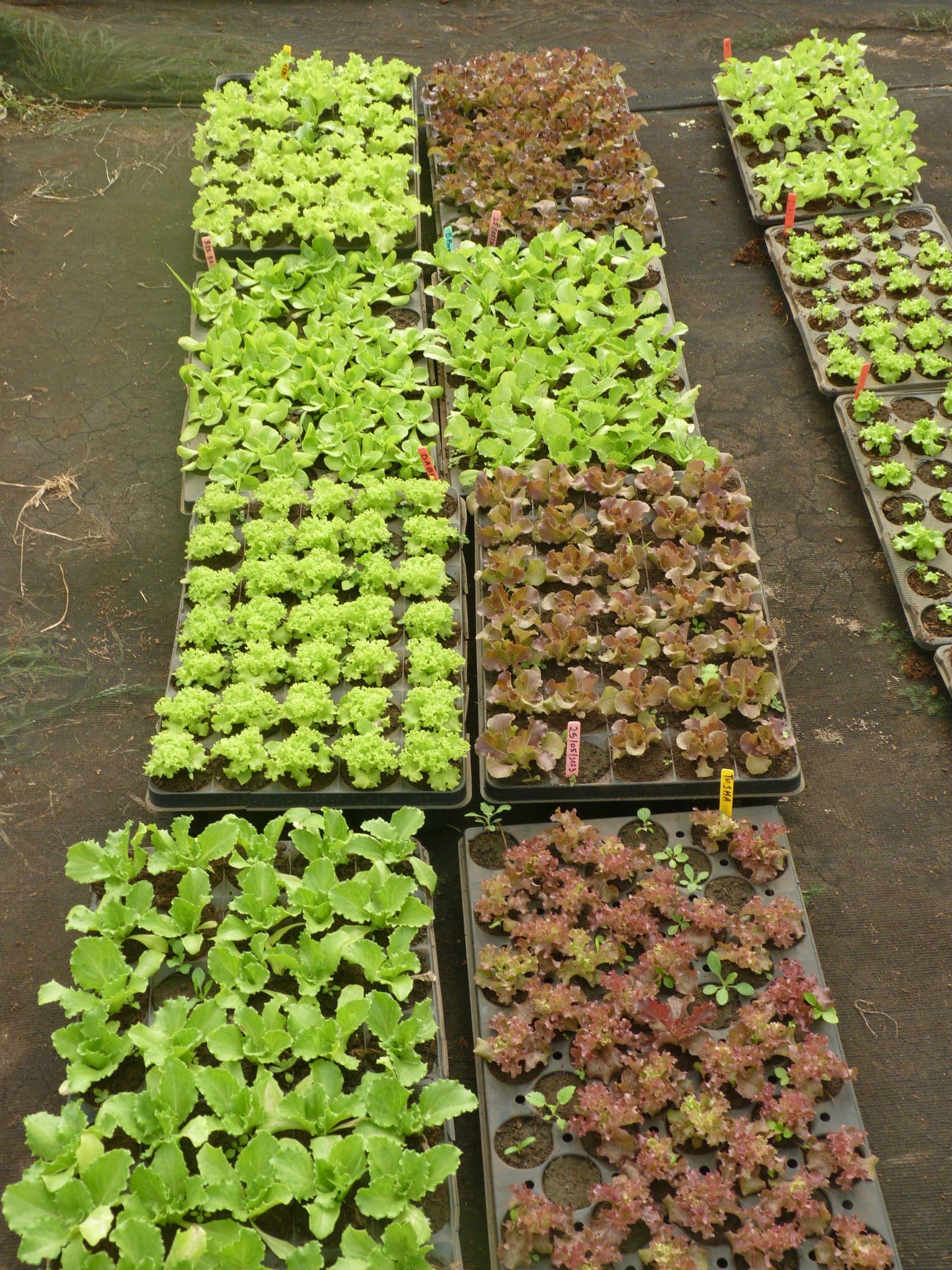Highland specialty herb plantings