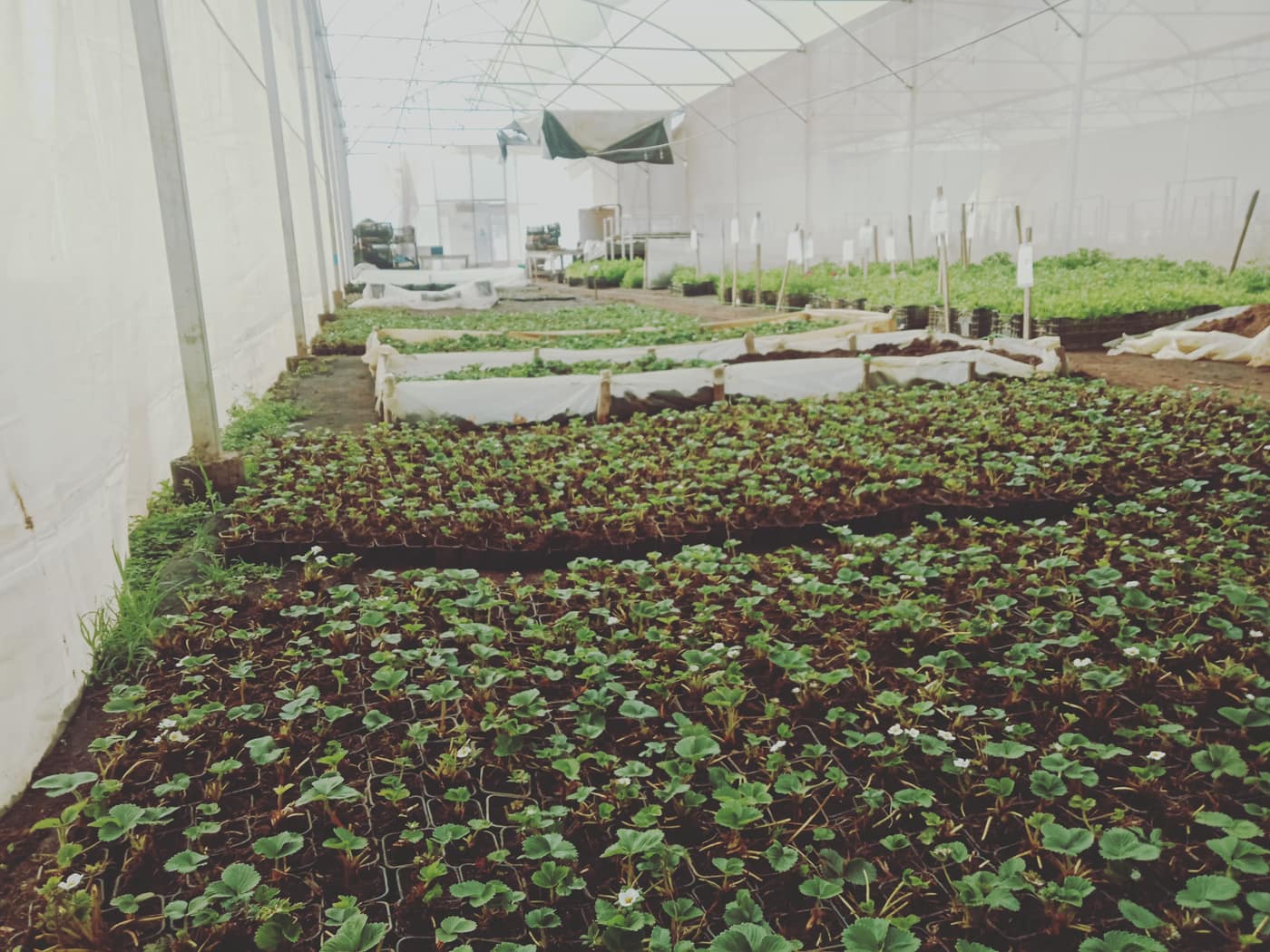 GGG Produce farm and herb photography (28)