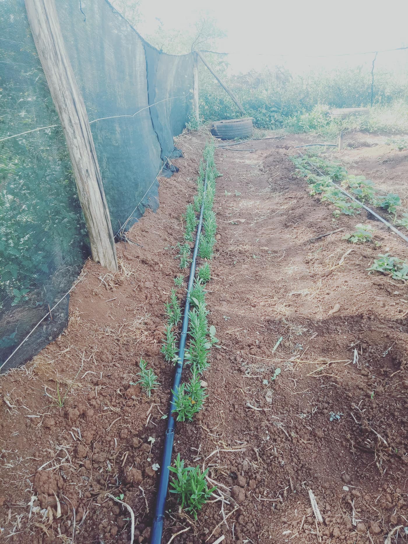 GGG Produce farm and herb photography (35)
