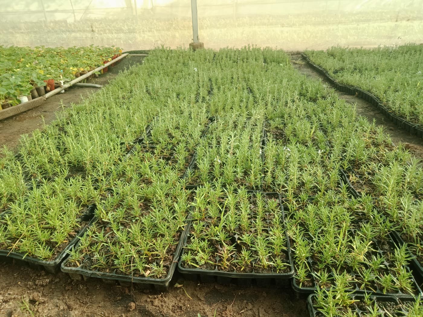 GGG Produce farm and herb photography (37)