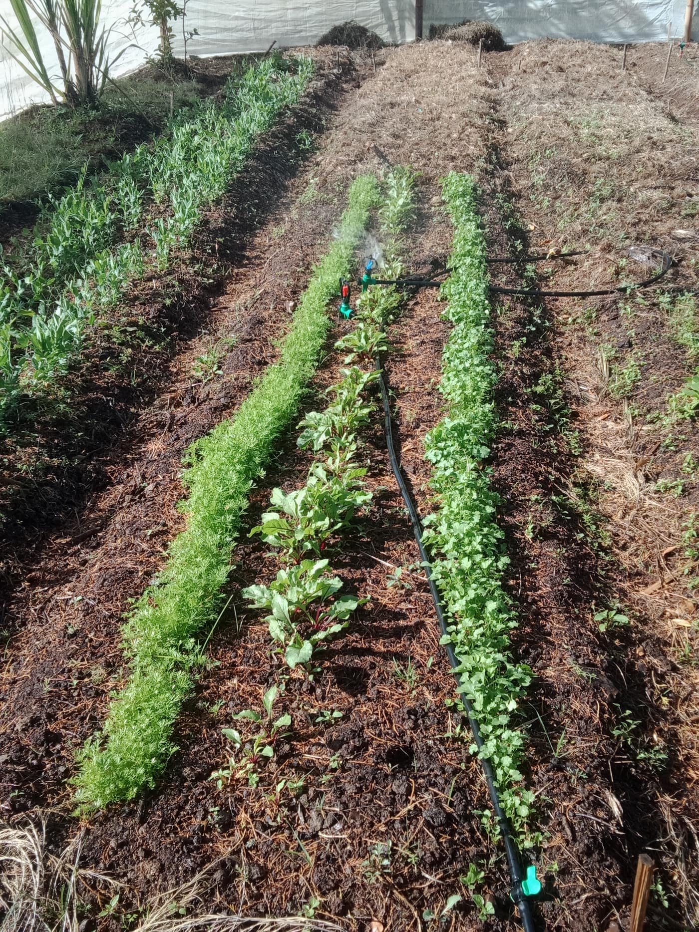 GGG Produce farm and herb photography (47)