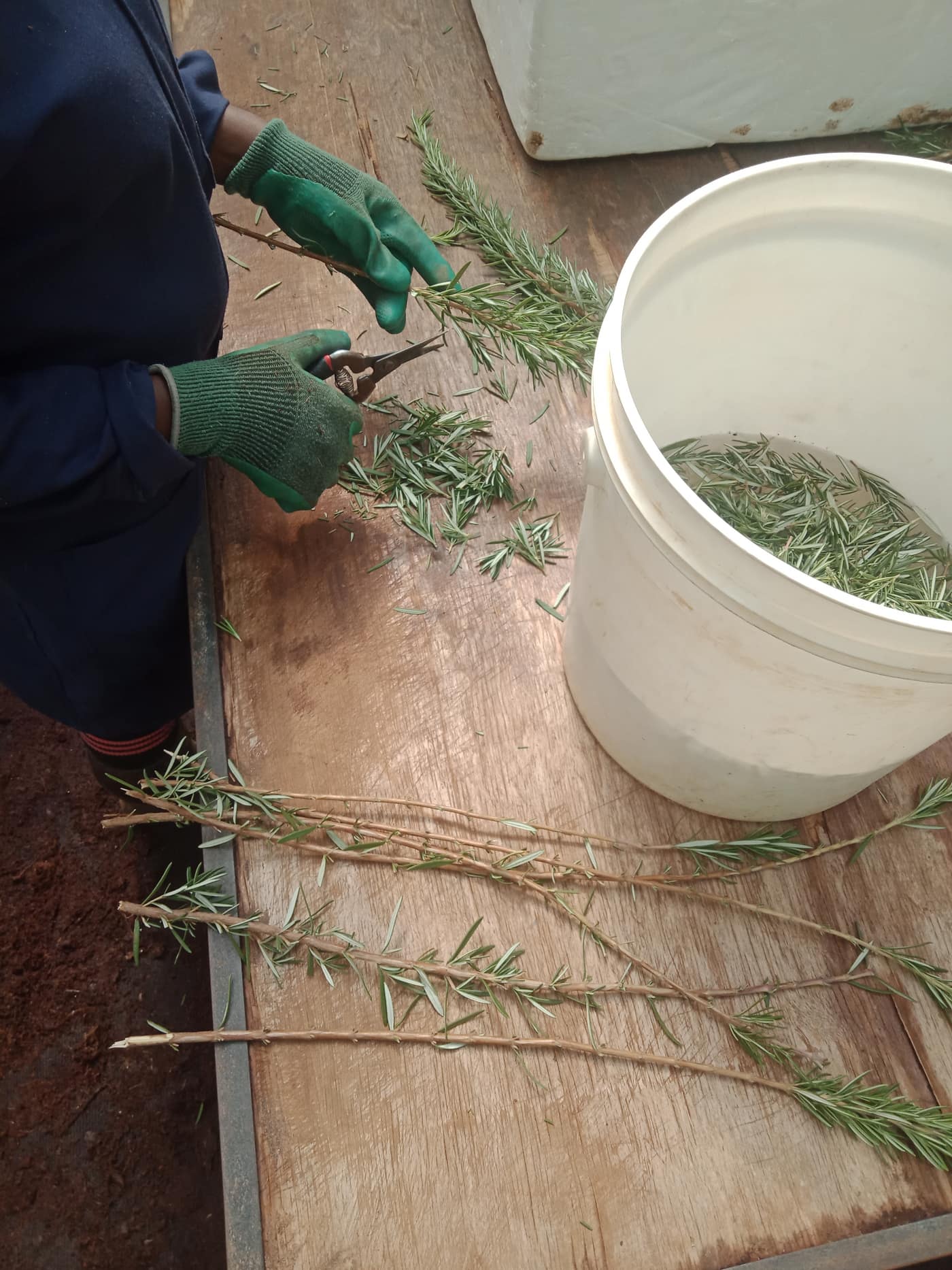 GGG Produce farm and herb photography (55)