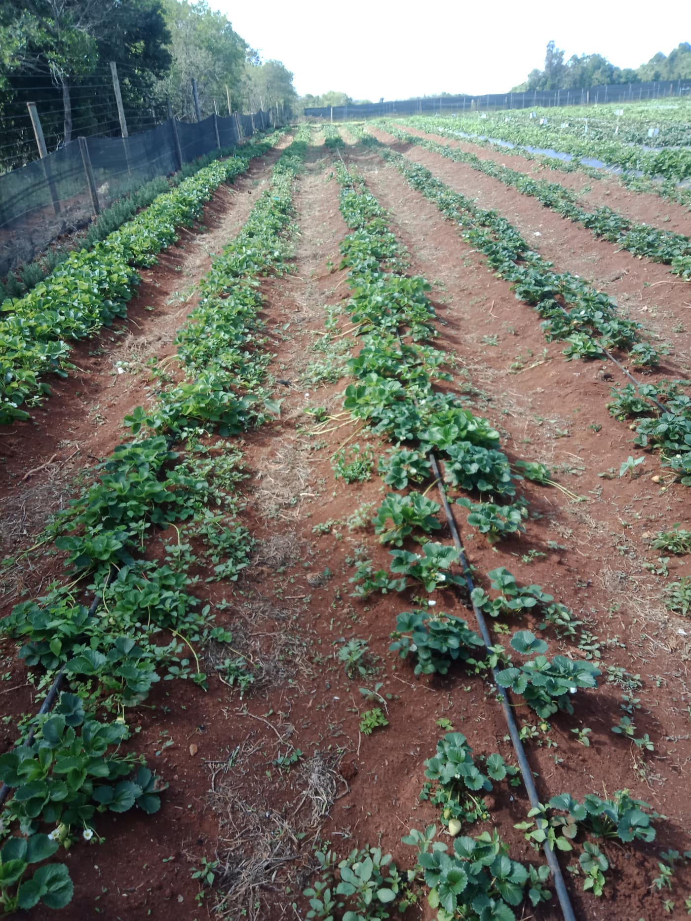 GGG Produce farm and herb photography (60)