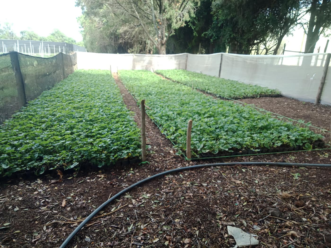 GGG Produce farm and herb photography (62)