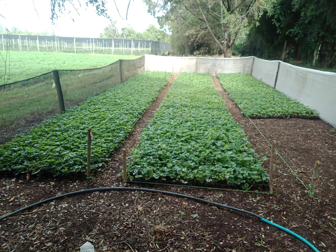 GGG Produce farm and herb photography (63)