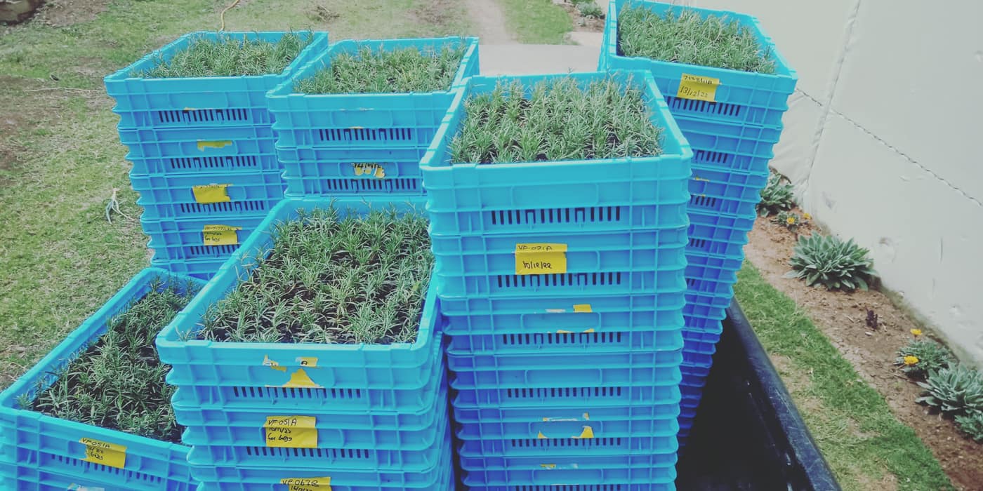 GGG Produce farm and herb photography (67)