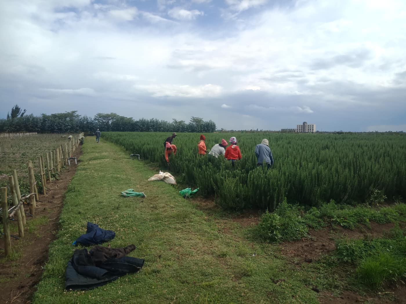 GGG Produce farm and herb photography (24)