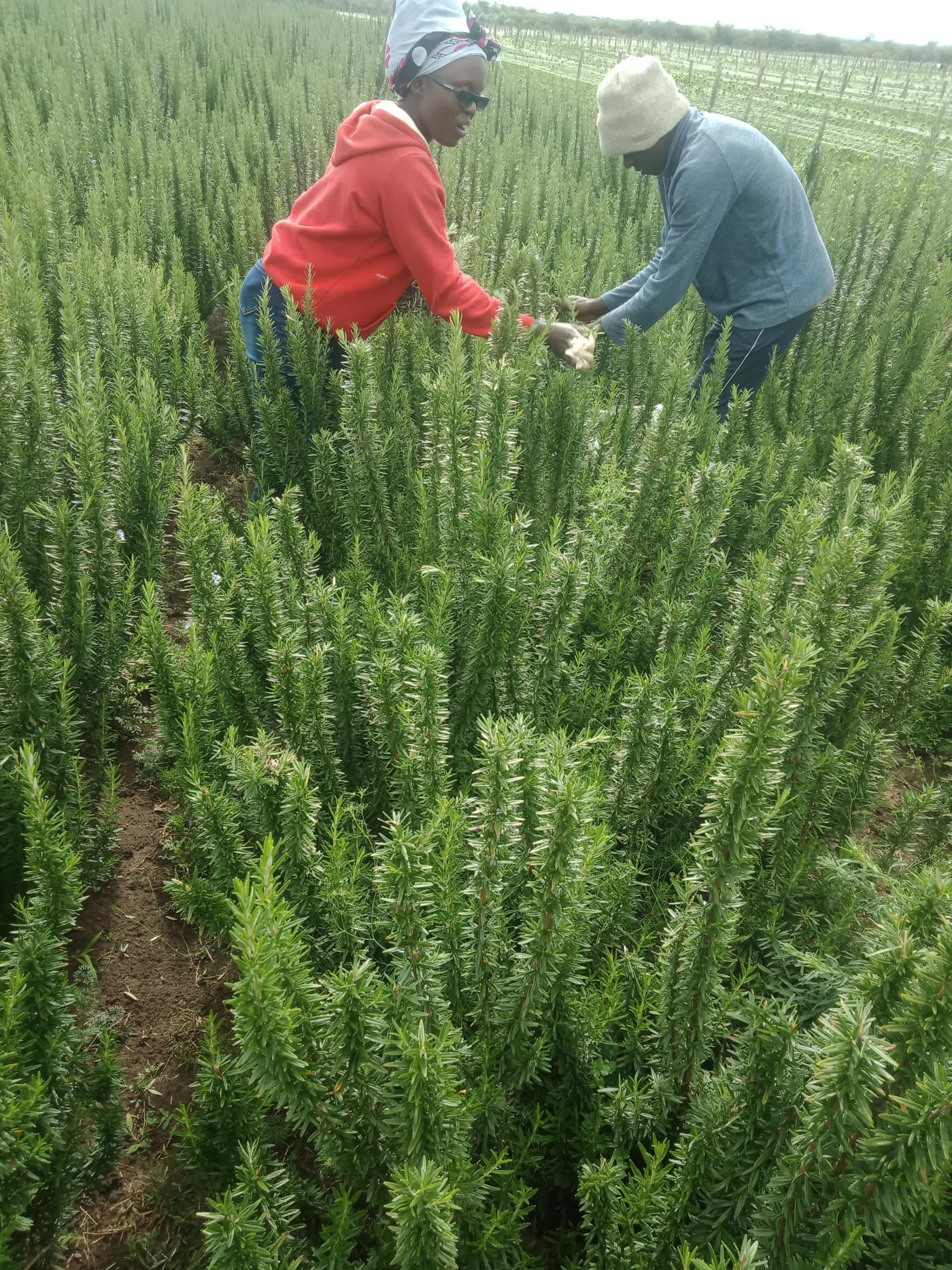 GGG Produce farm and herb photography (26)