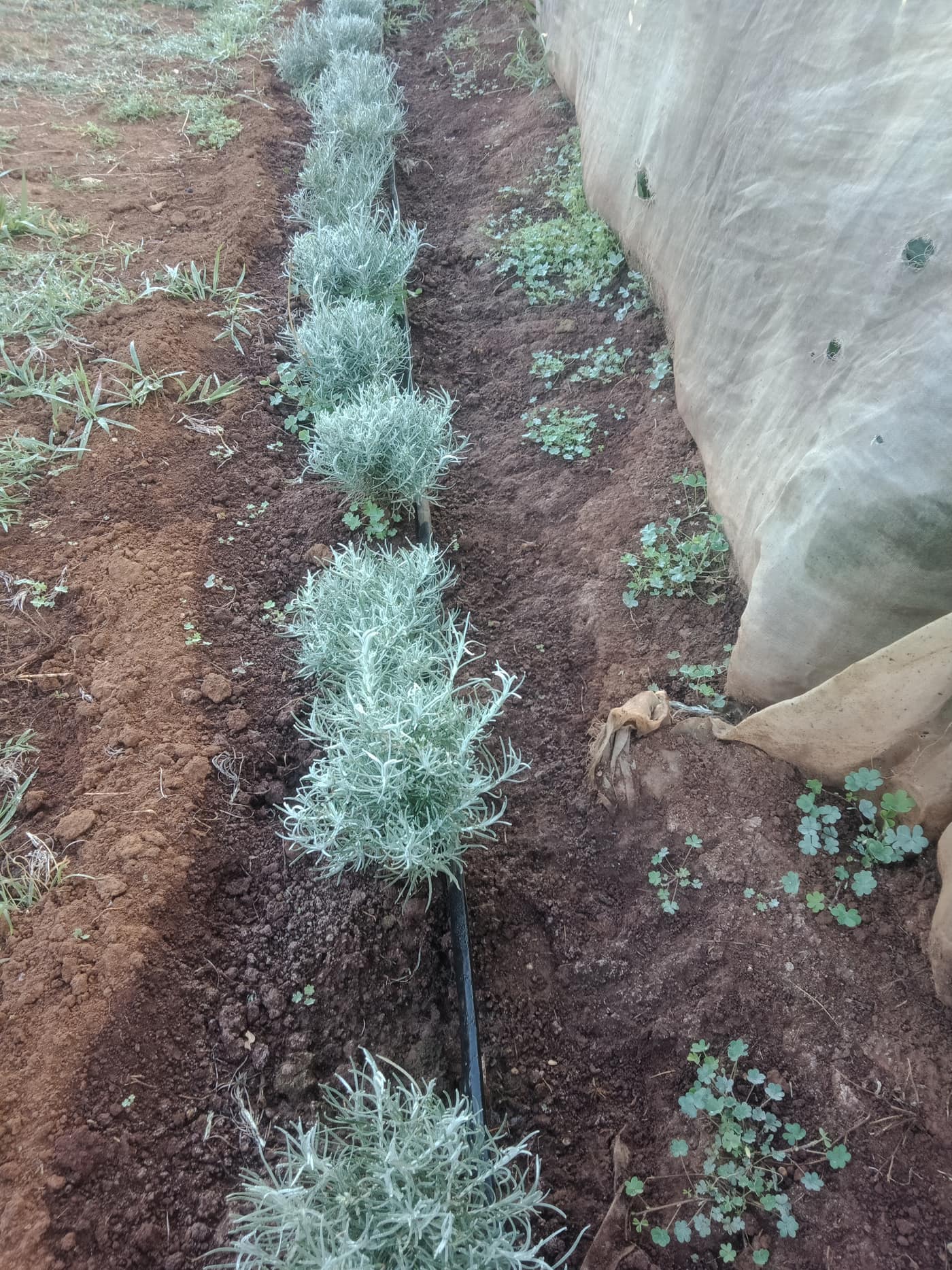 GGG Produce farm and herb photography (80)