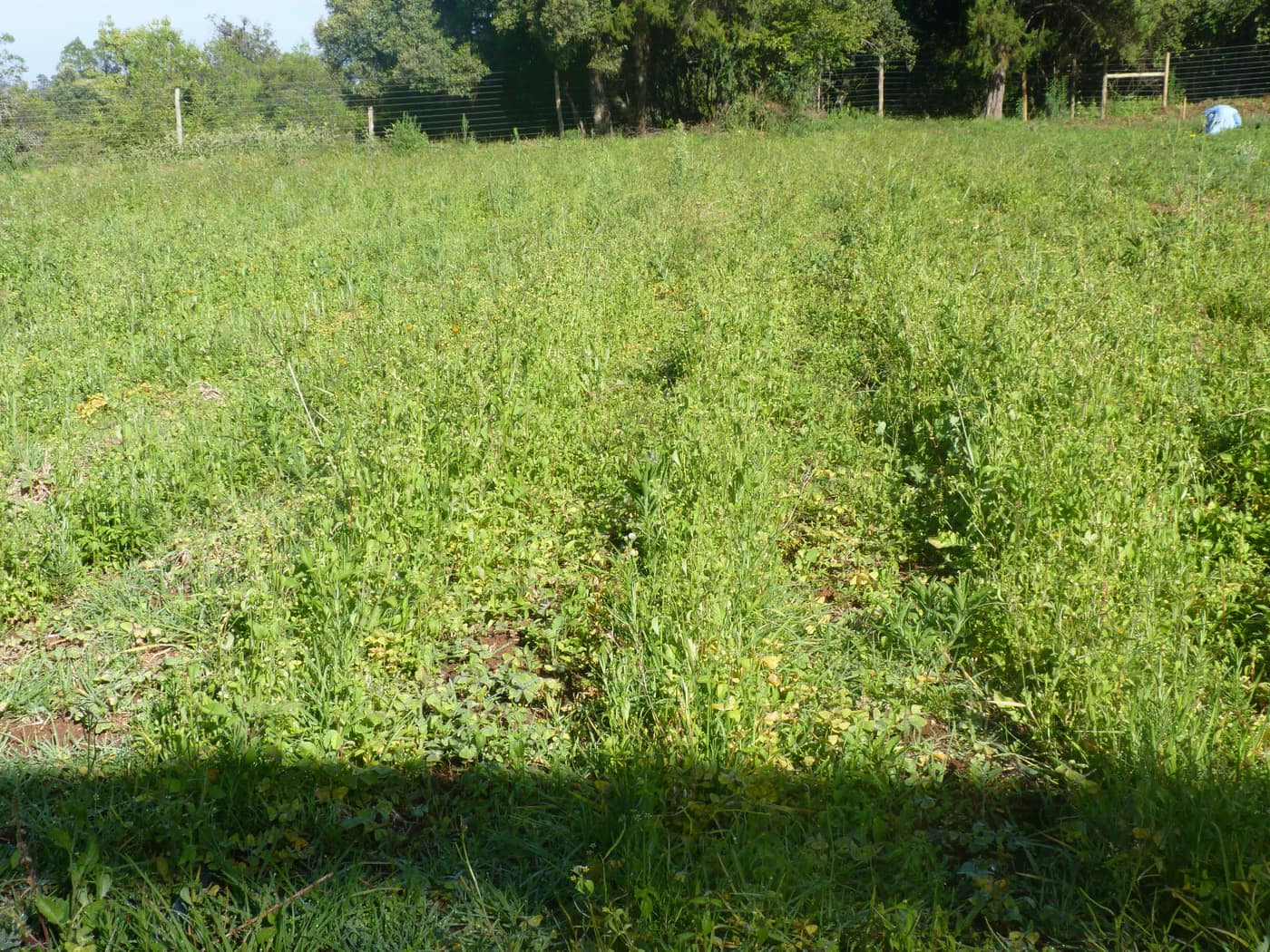 GGG Produce farm and herb photography (92)