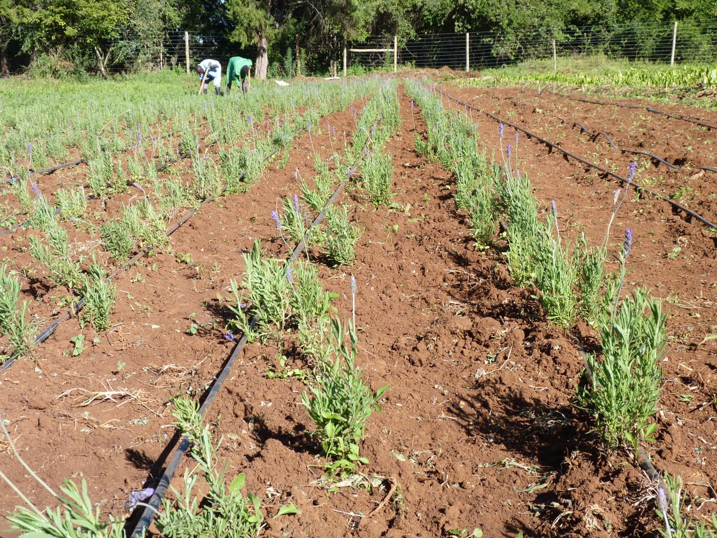 GGG Produce farm and herb photography (96)