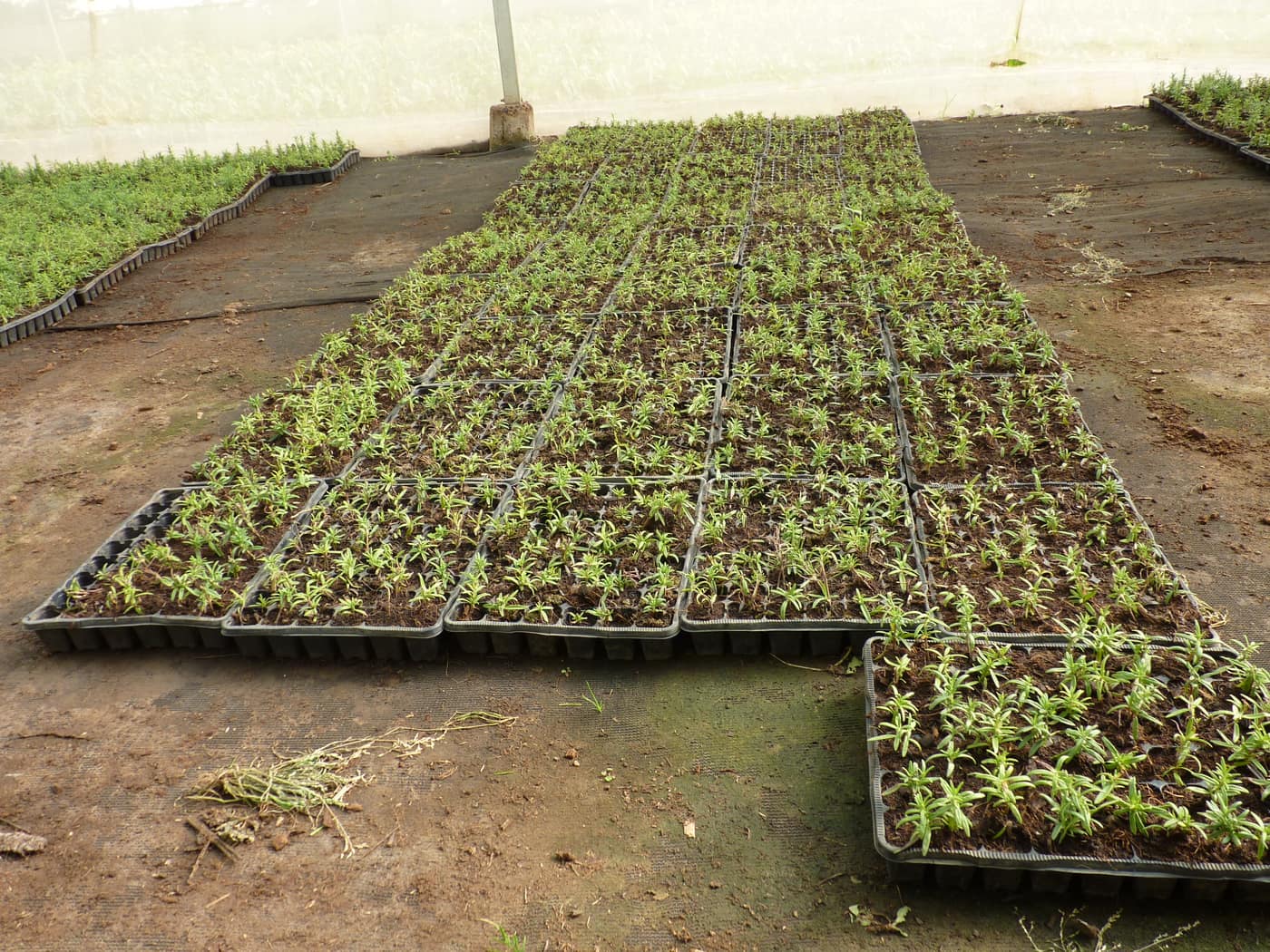GGG Produce farm and herb photography (100)