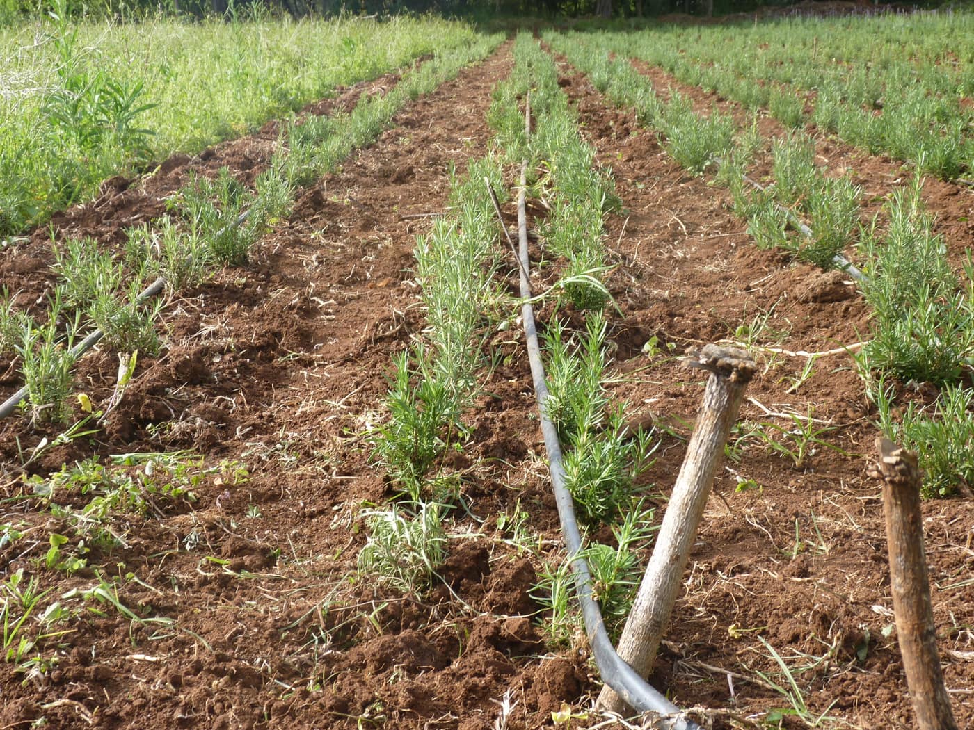 GGG Produce farm and herb photography (107)
