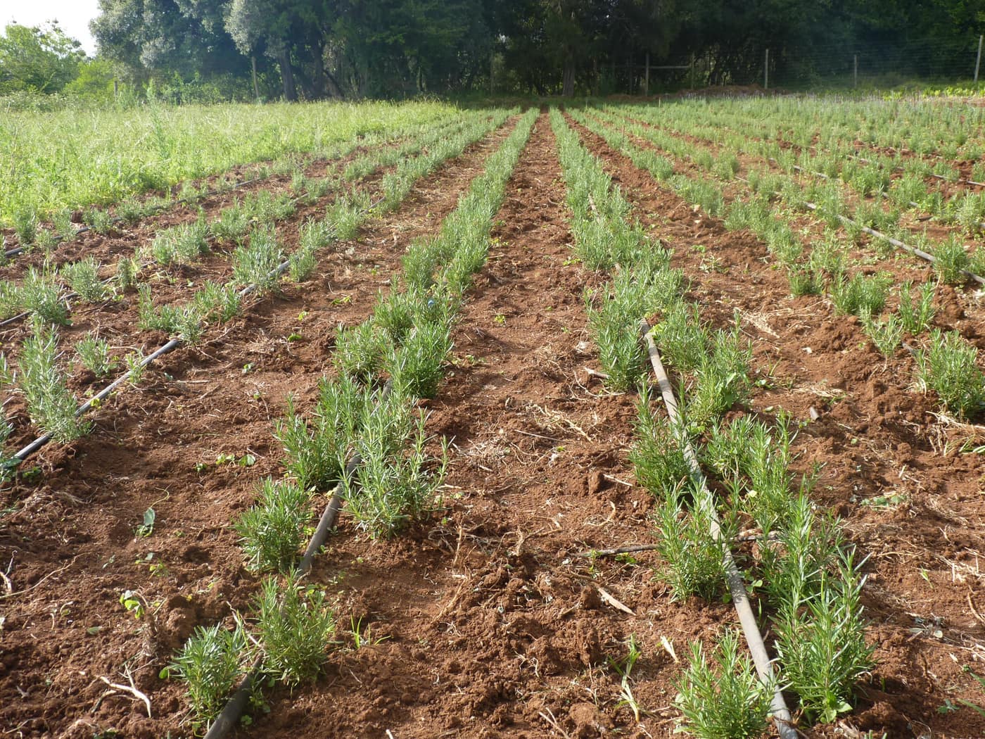 GGG Produce farm and herb photography (110)