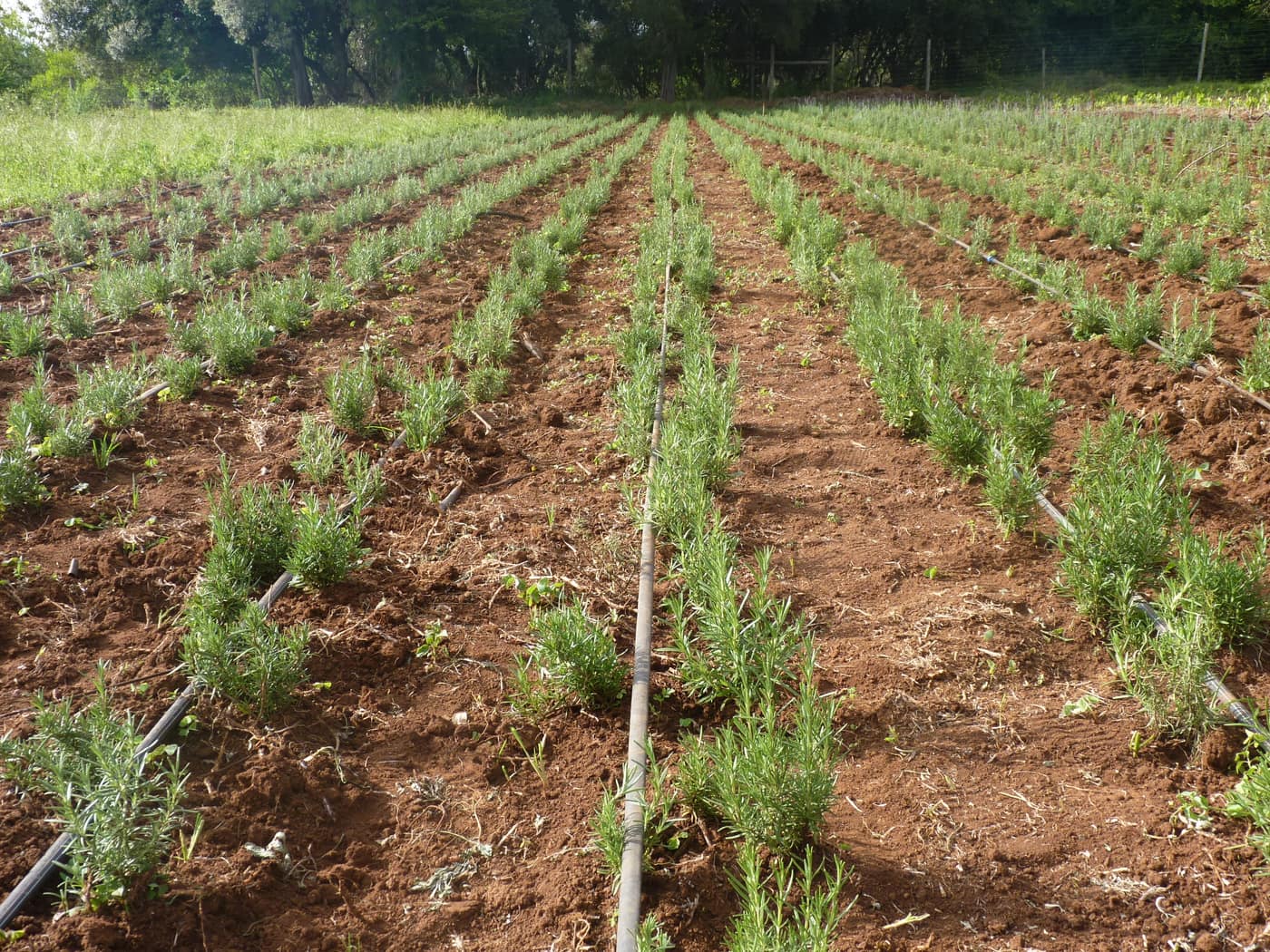 GGG Produce farm and herb photography (111)