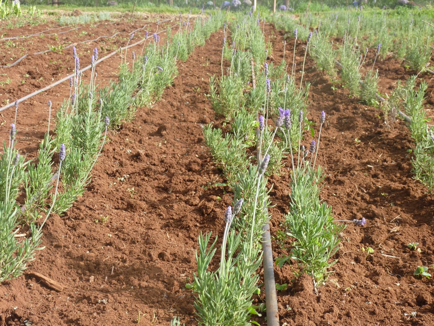 GGG Produce farm and herb photography (113)