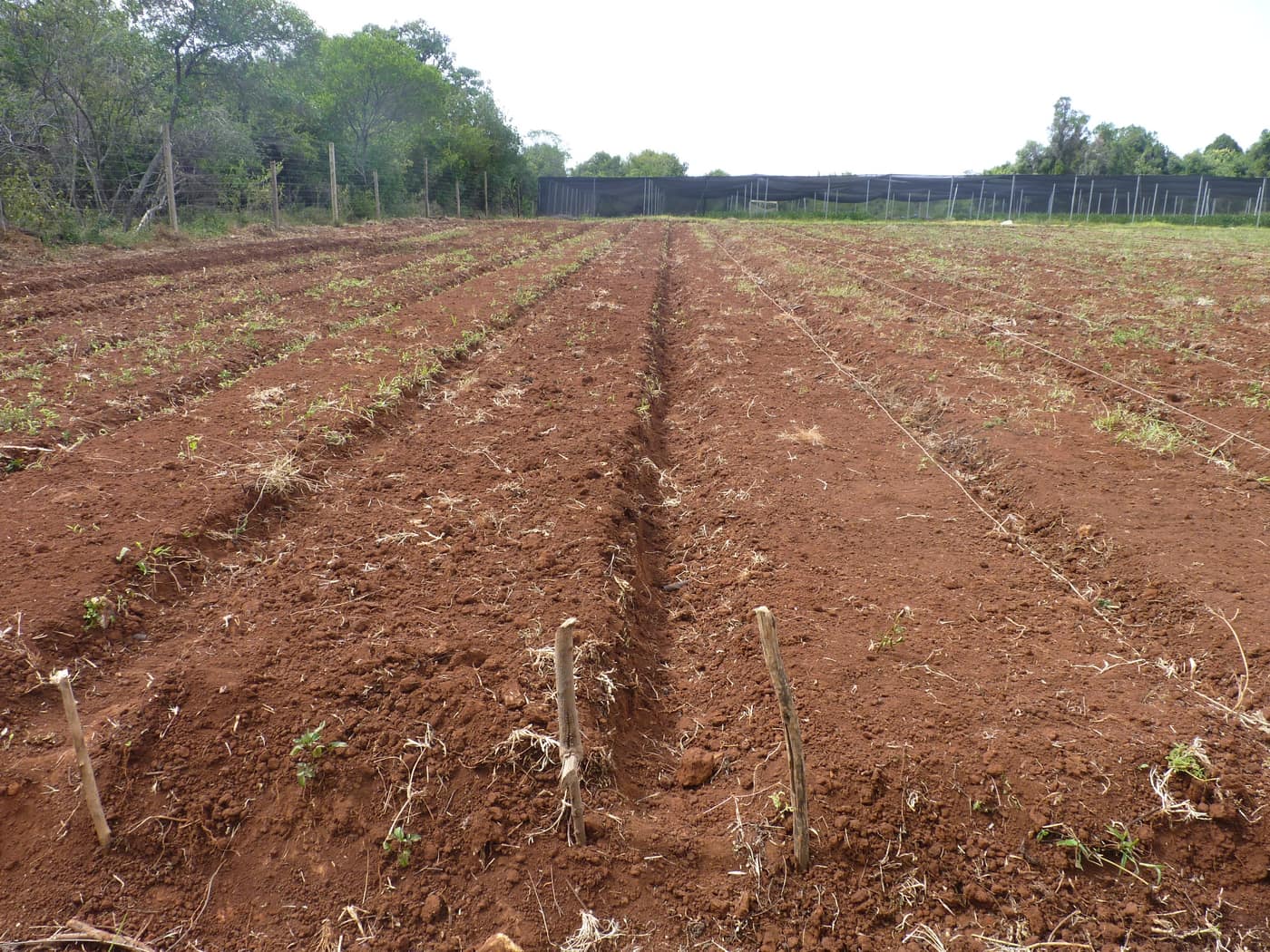 GGG Produce farm and herb photography (117)