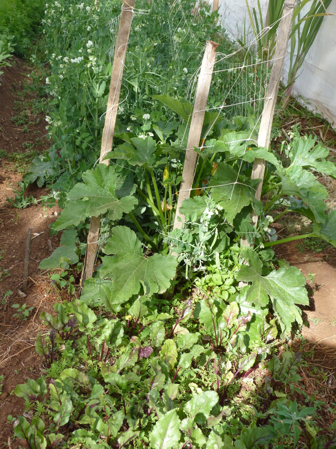 GGG Produce farm and herb photography (126)