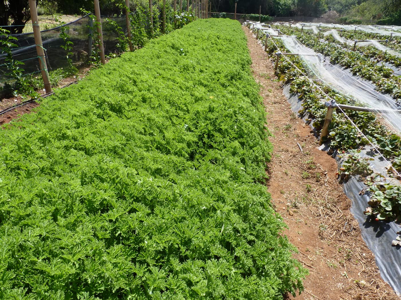 GGG Produce farm and herb photography (130)