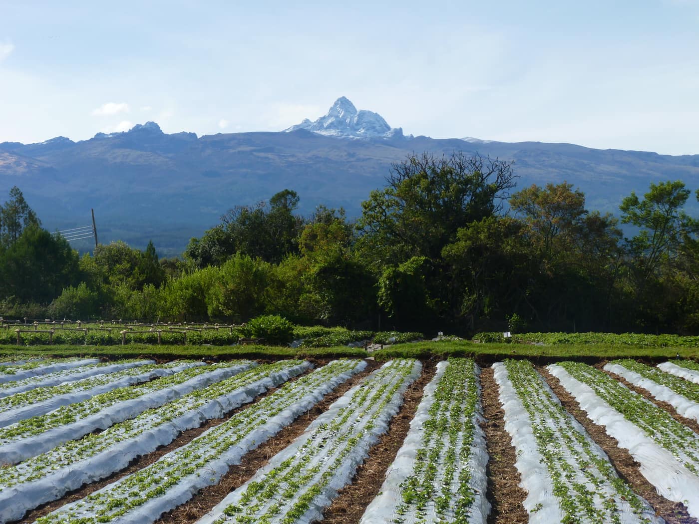 GGG Produce farm and herb photography (137)