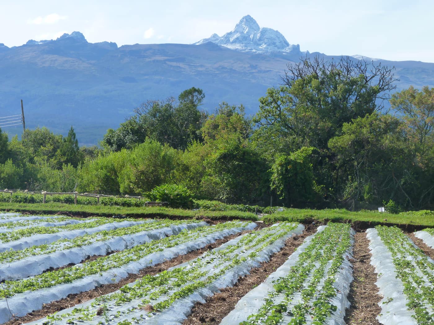 GGG Produce farm and herb photography (139)