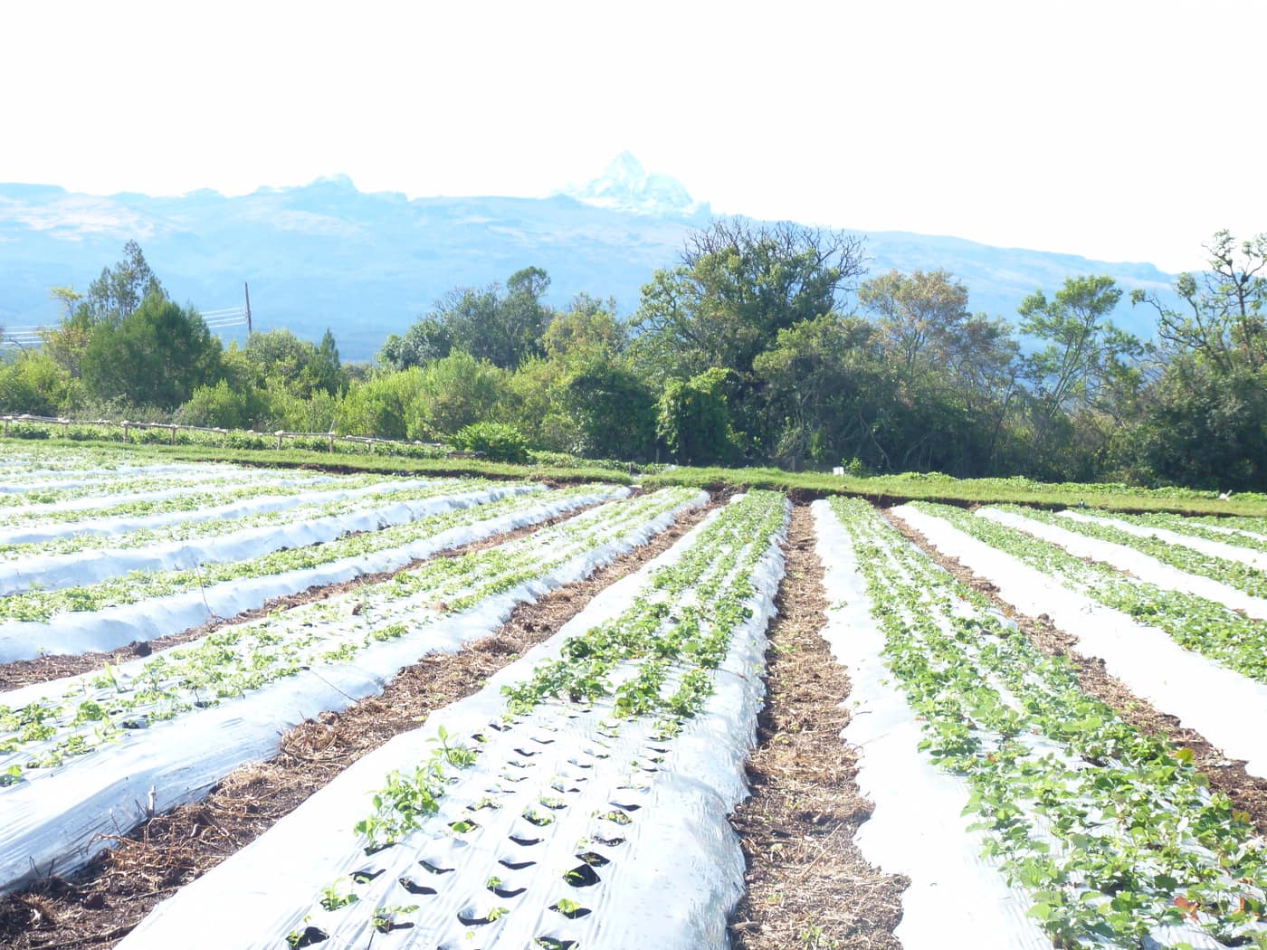 GGG Produce farm and herb photography (145)