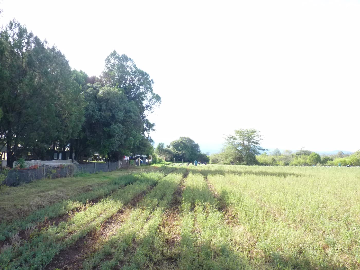 GGG Produce farm and herb photography (146)