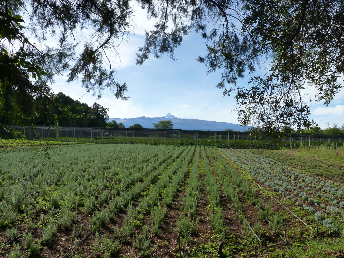 GGG Produce farm and herb photography (150)