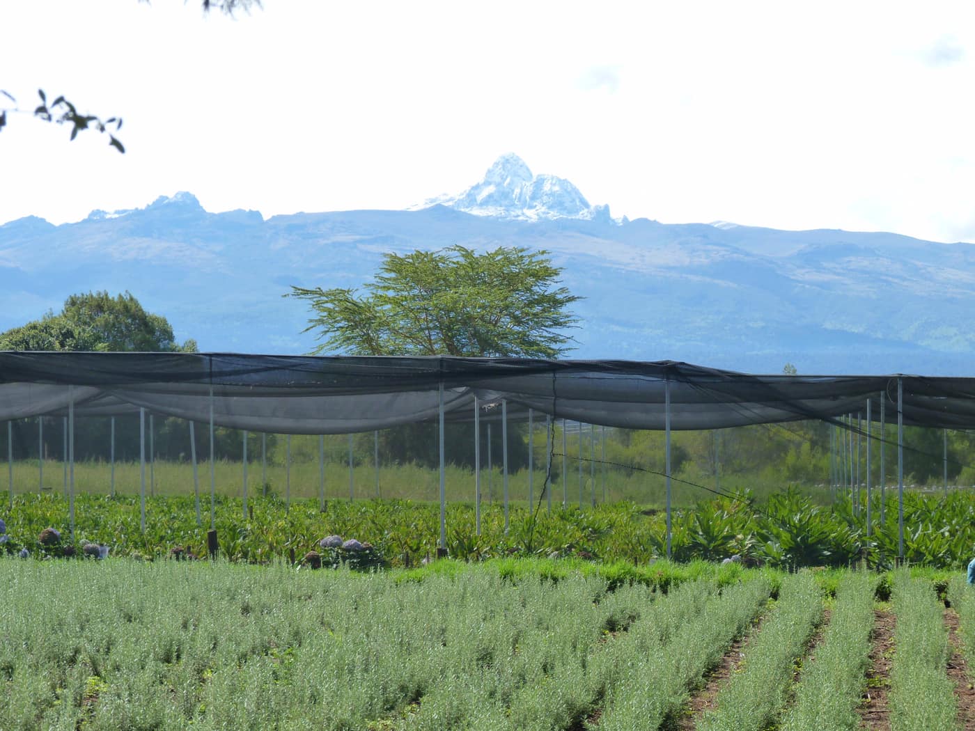 GGG Produce farm and herb photography (154)
