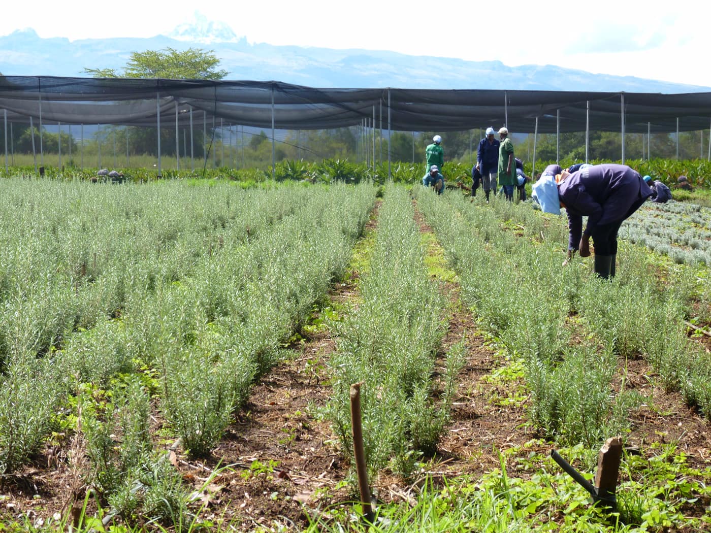 GGG Produce farm and herb photography (161)