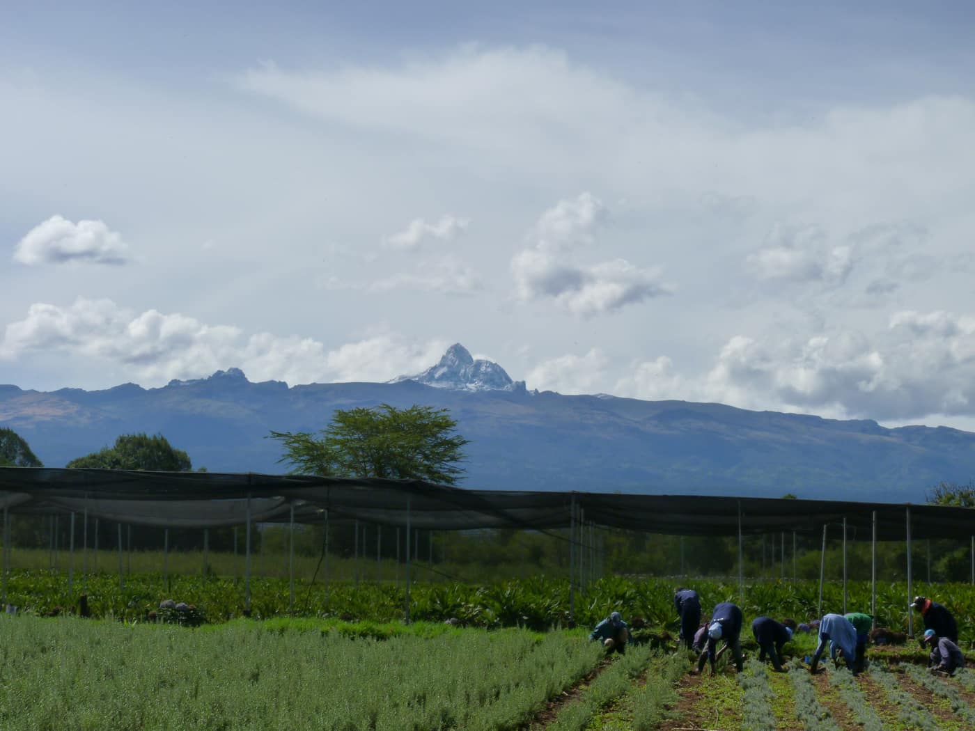 GGG Produce farm and herb photography (164)