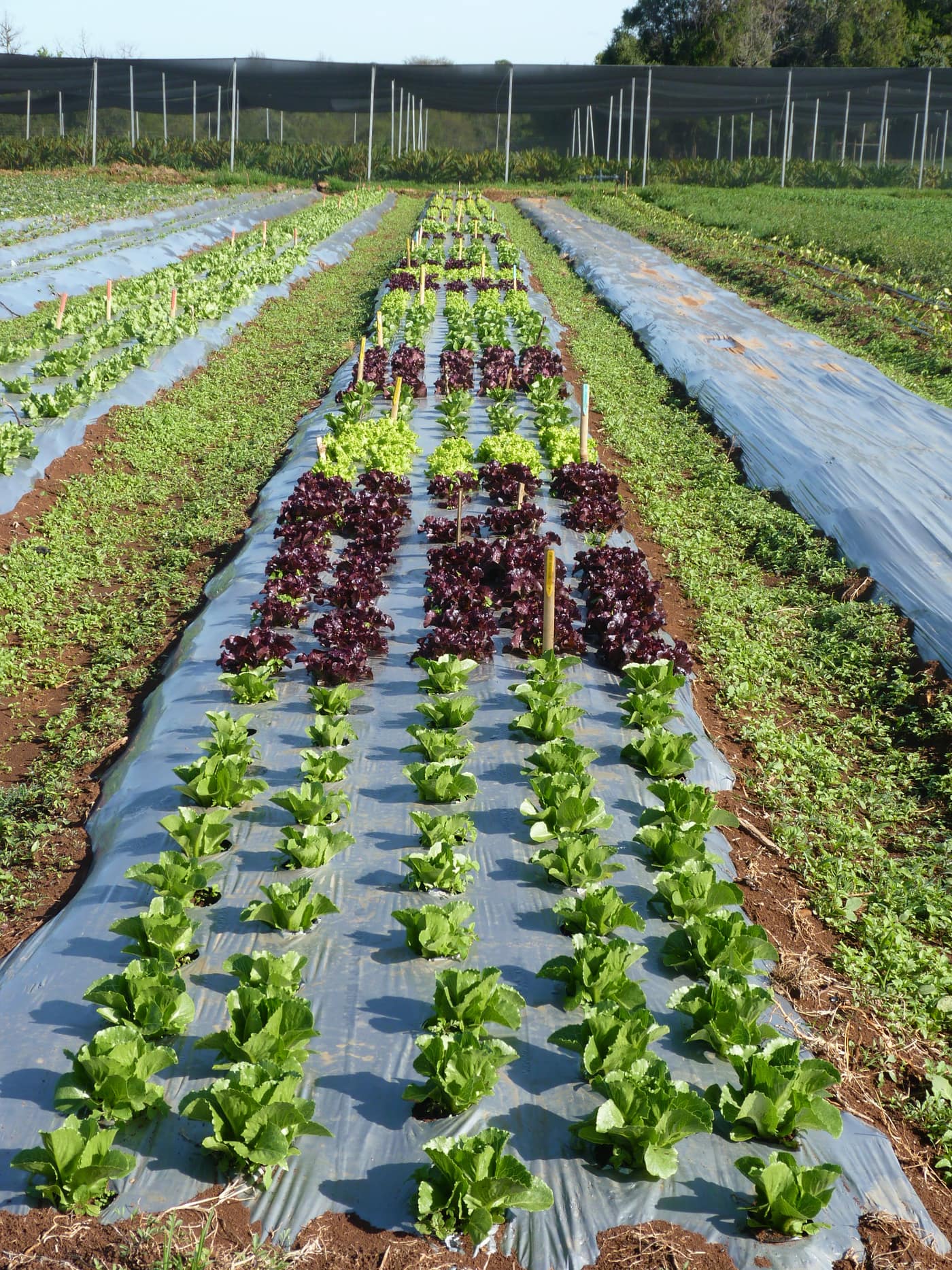 GGG Produce farm and herb photography (180)