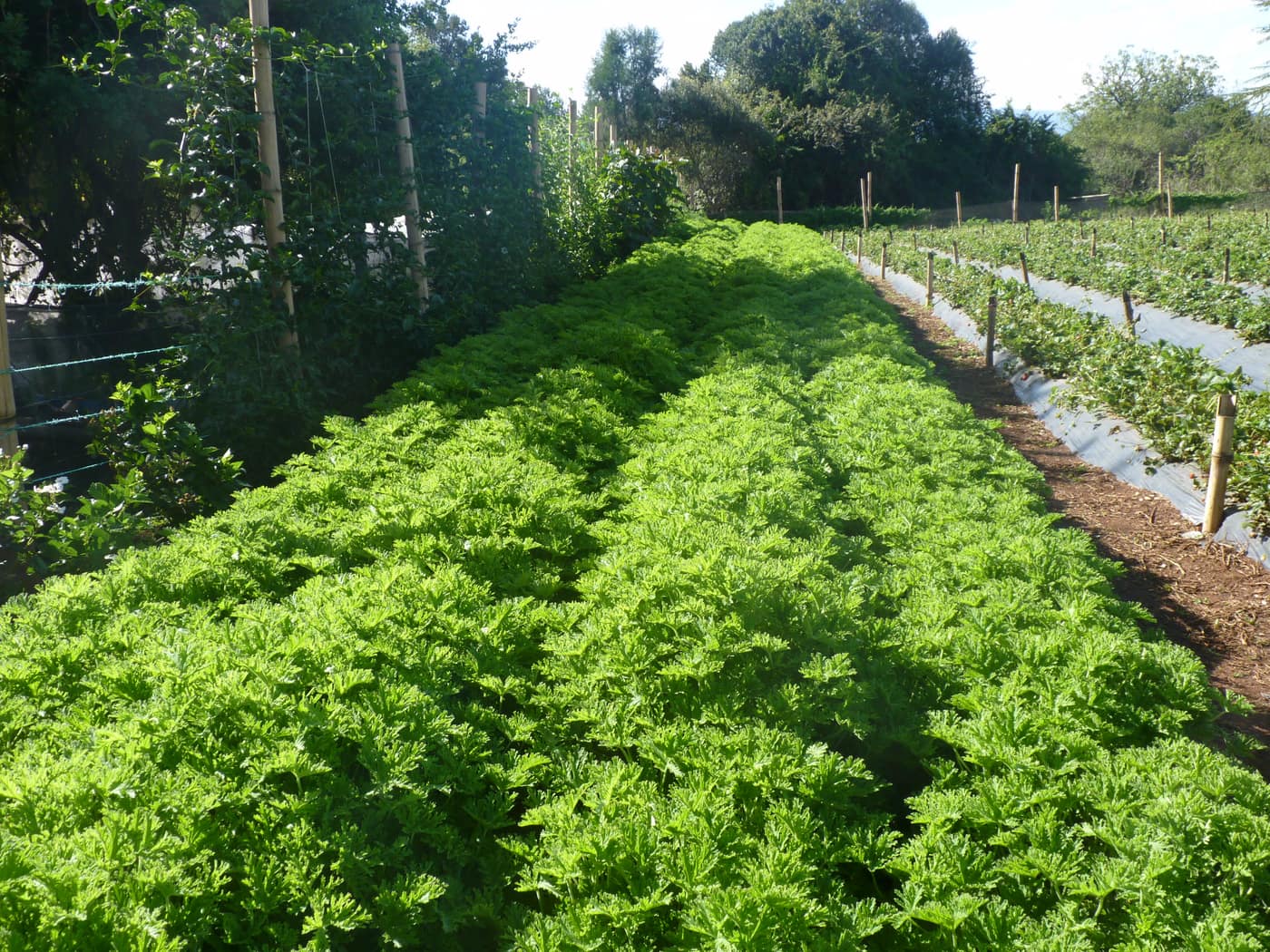 GGG Produce farm and herb photography (190)