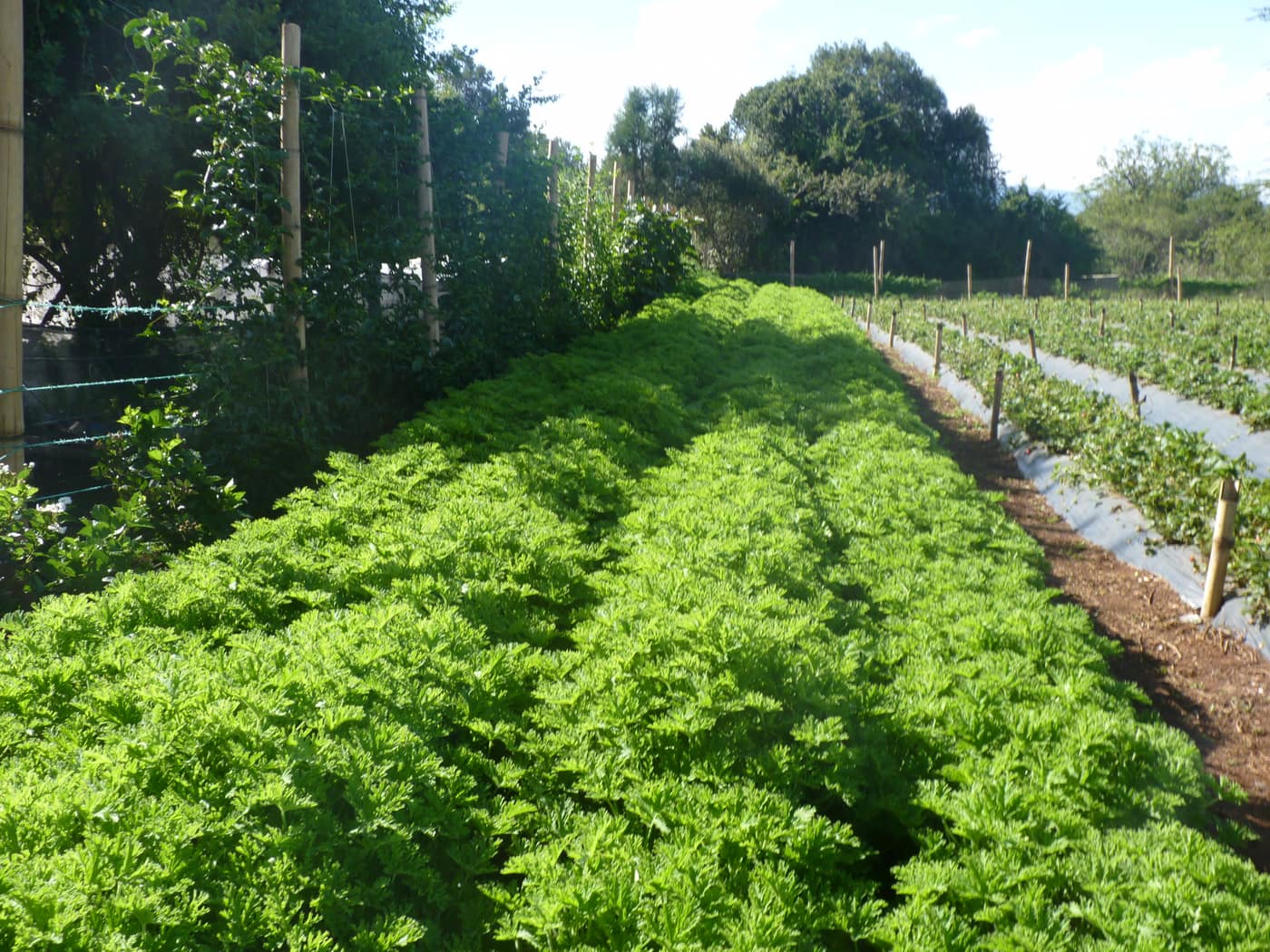 GGG Produce farm and herb photography (191)