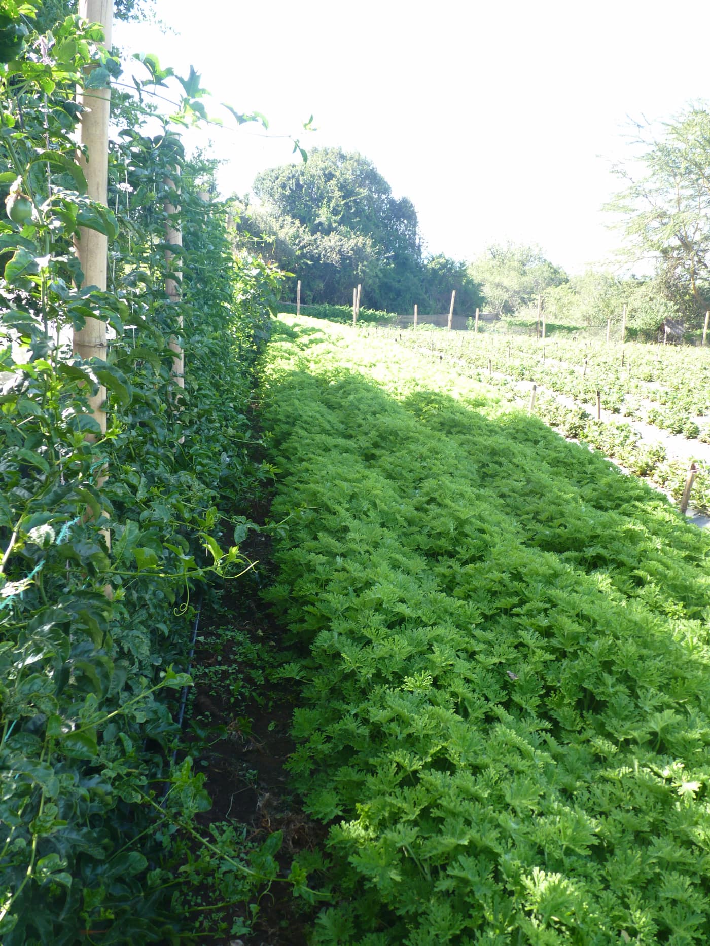 GGG Produce farm and herb photography (194)