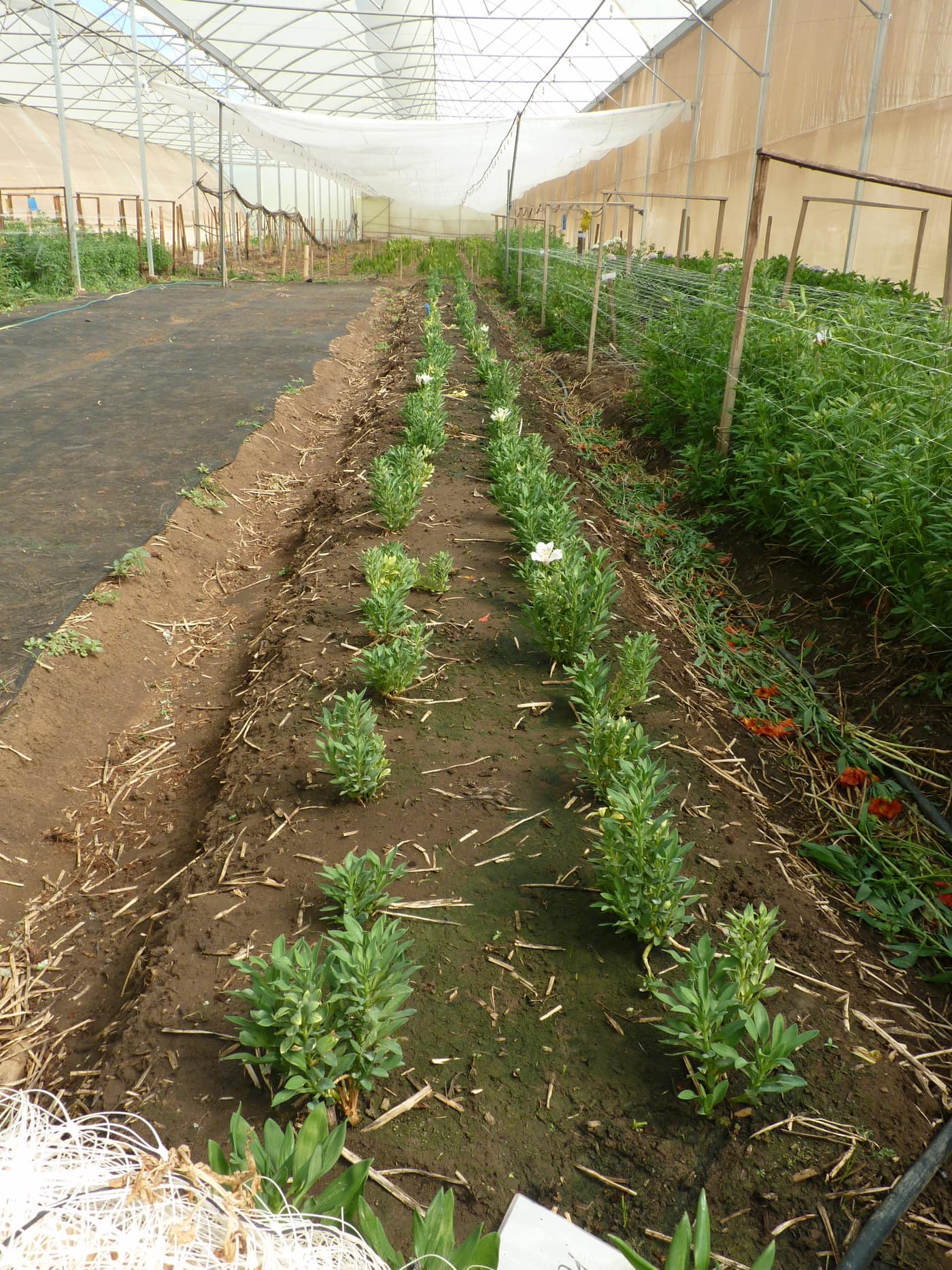 GGG Produce farm and herb photography (204)