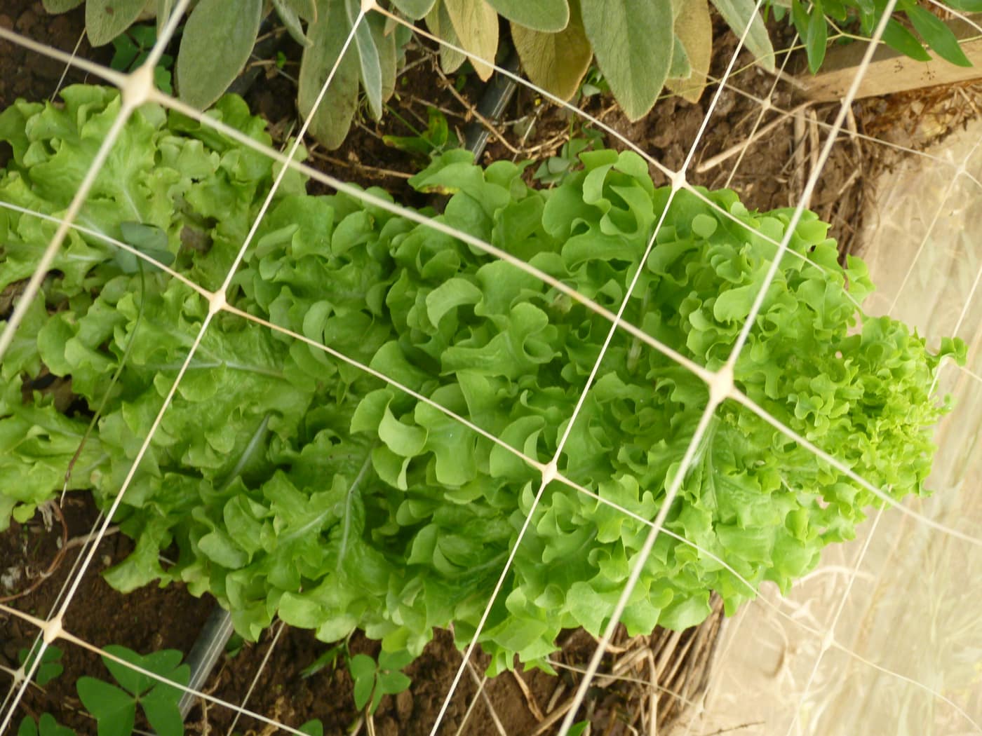 GGG Produce farm and herb photography (208)
