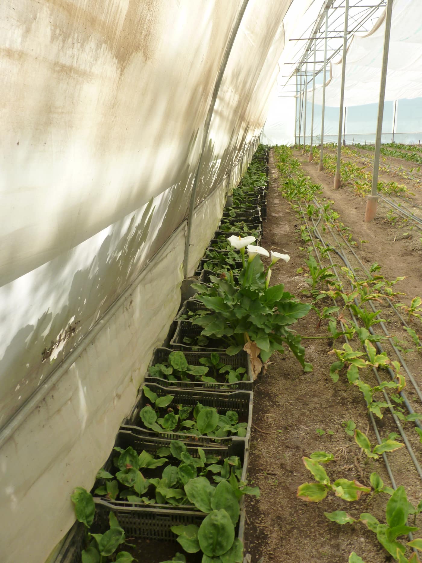 GGG Produce farm and herb photography (209)