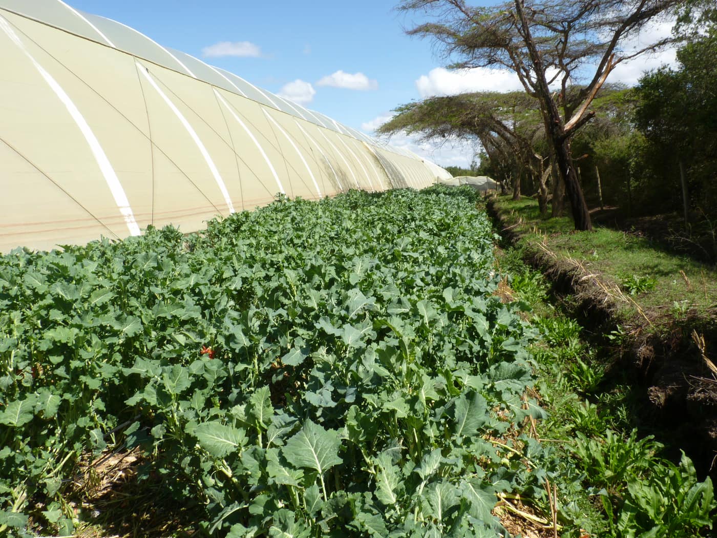 GGG Produce farm and herb photography (214)