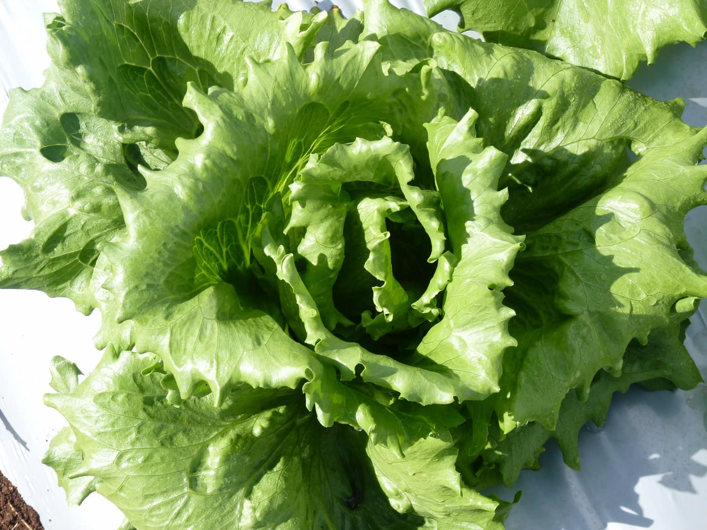 GGG Produce farm and herb photography (217)