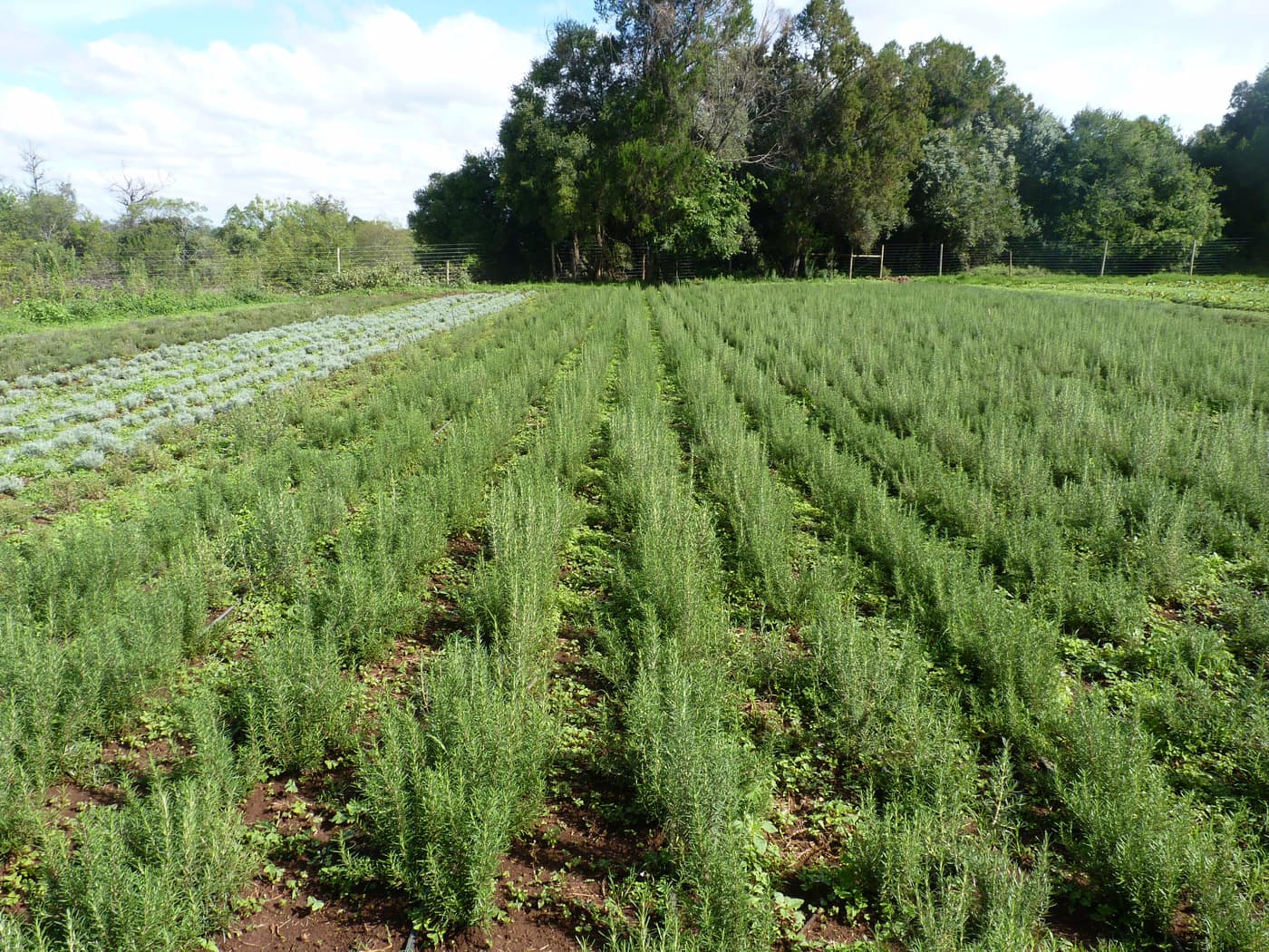 GGG Produce farm and herb photography (226)