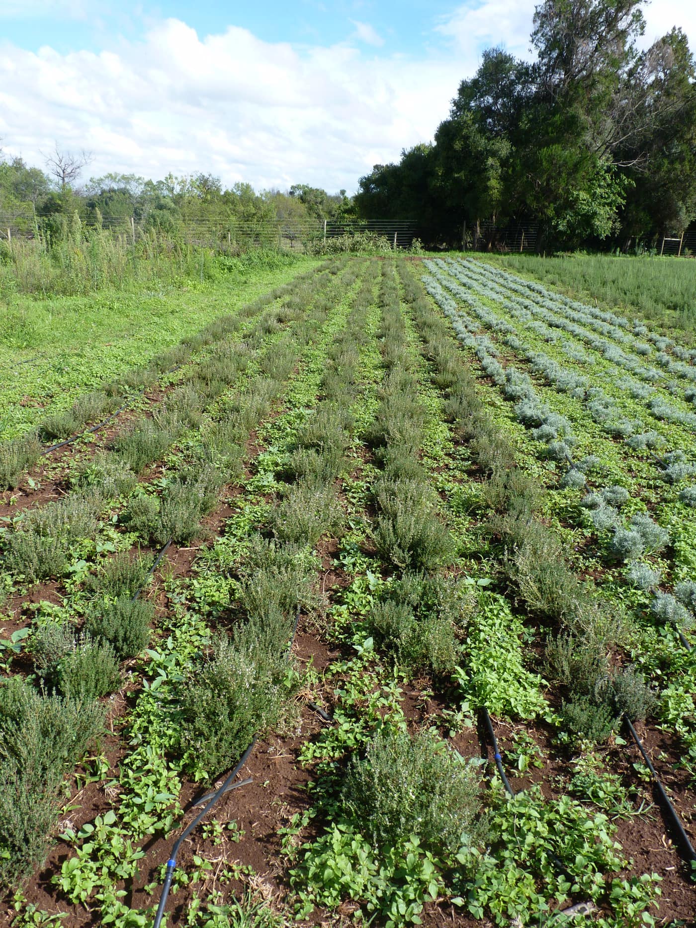 GGG Produce farm and herb photography (228)