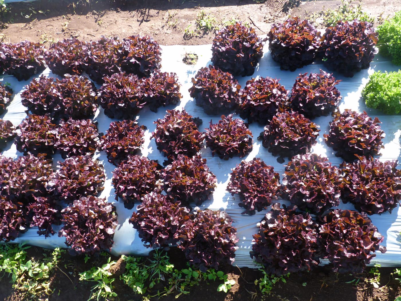 GGG Produce farm and herb photography (7)
