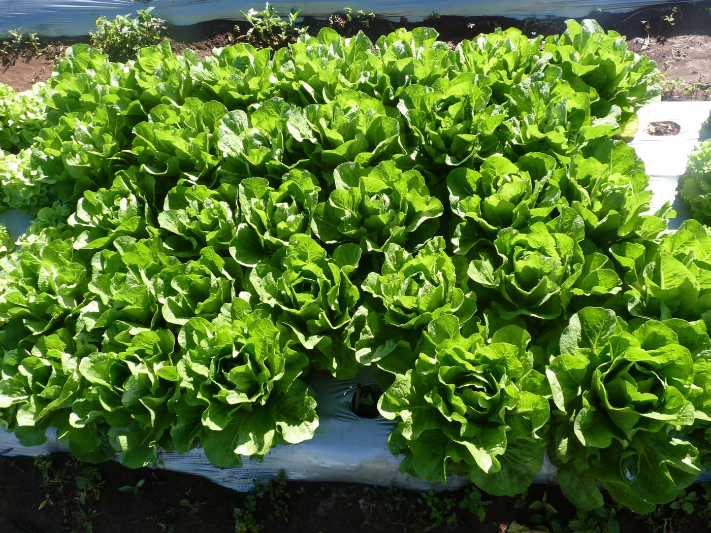 GGG Produce farm and herb photography (8)