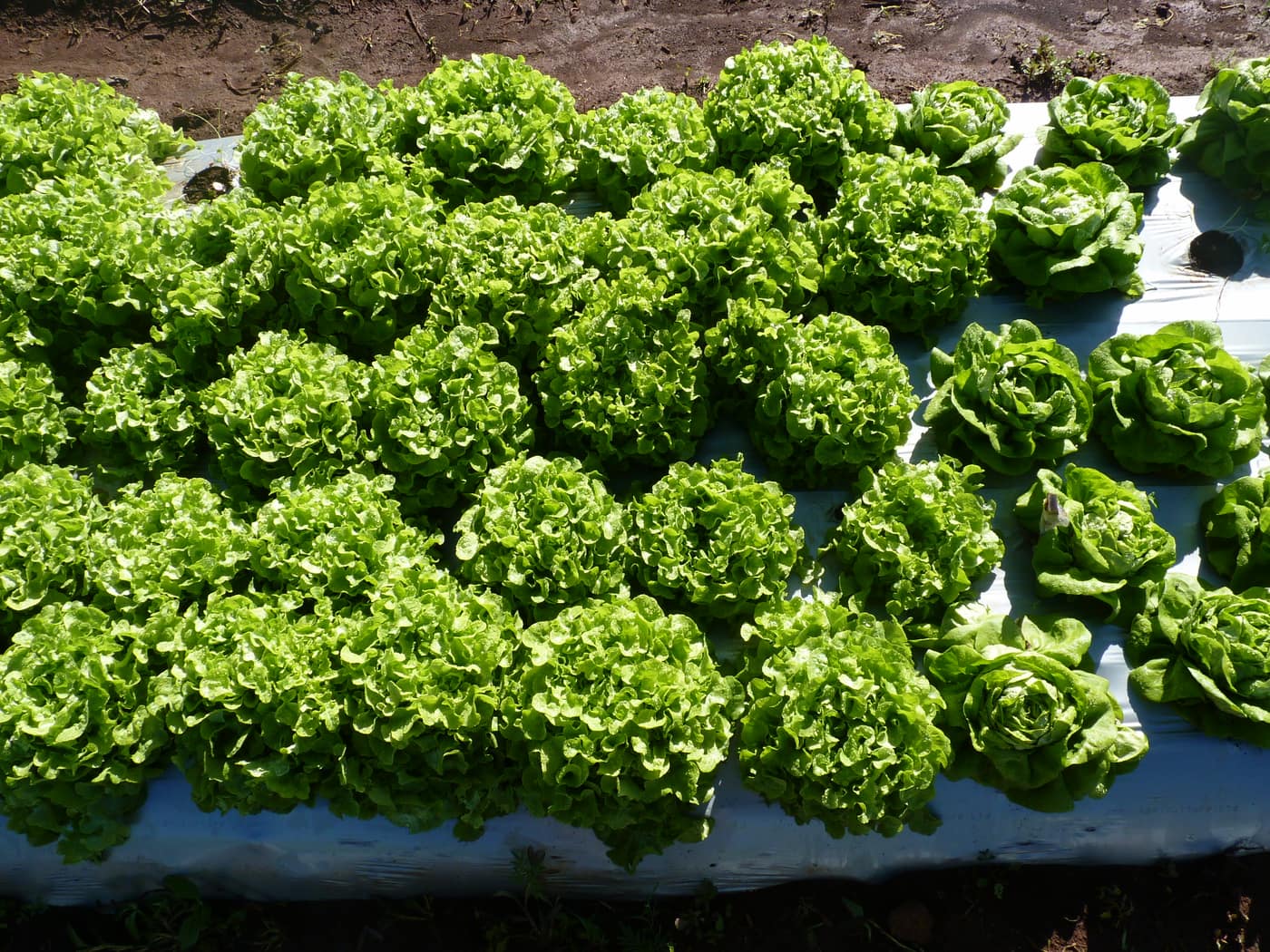 GGG Produce farm and herb photography (12)