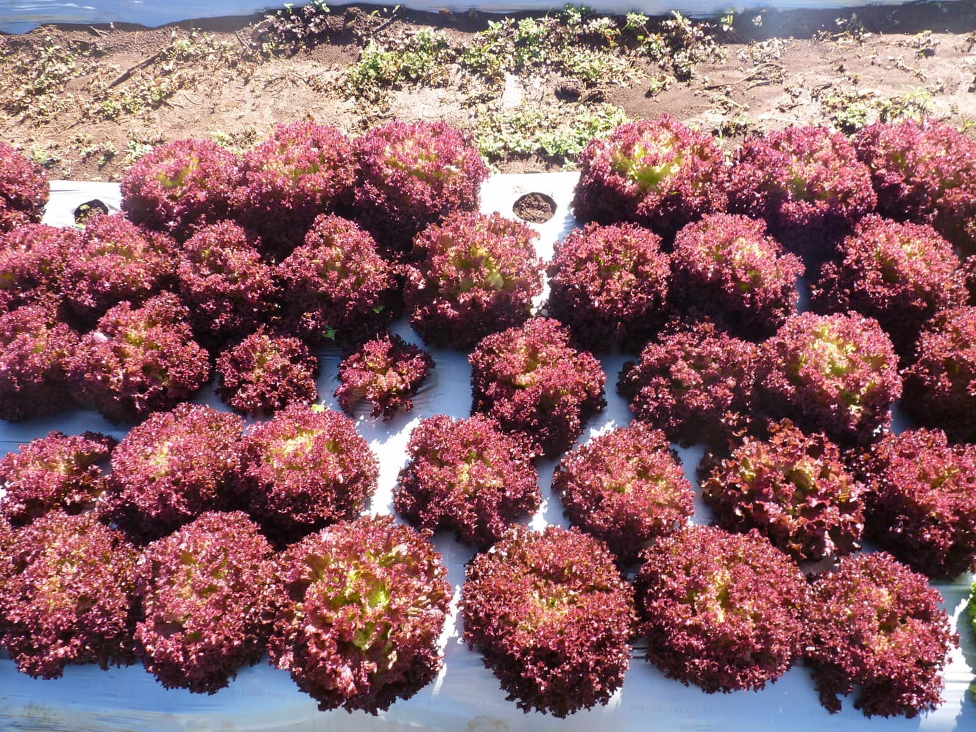 GGG Produce farm and herb photography (15)