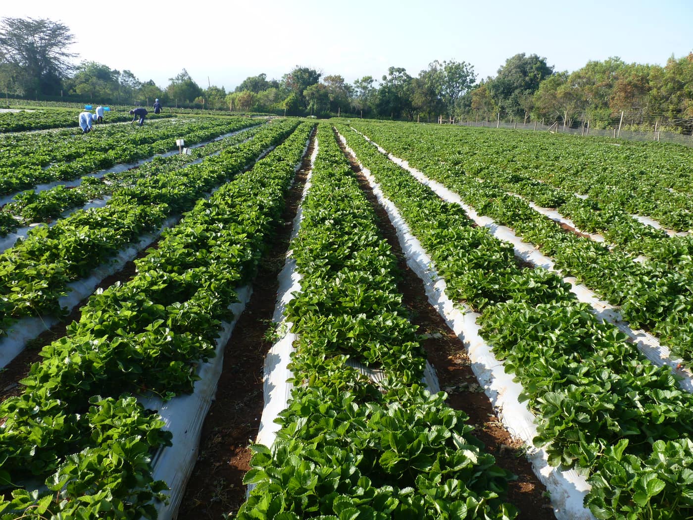 GGG Produce farm and herb photography (19)