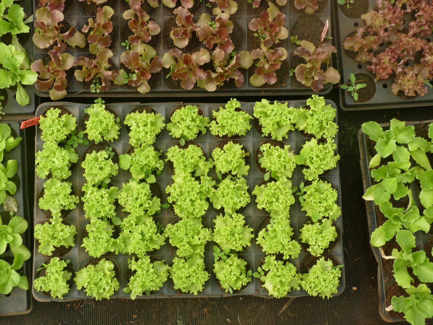 GGG Produce farm and herb photography (22)