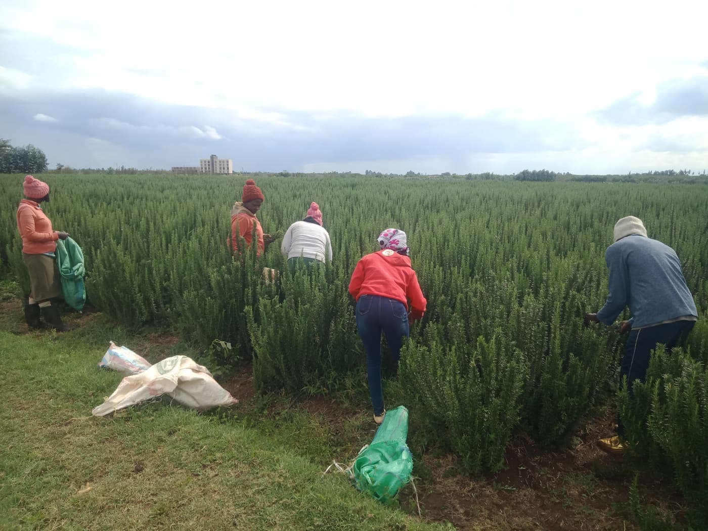 Rosemary plants growing in the field